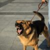 seeking compensation for dog bite cases
