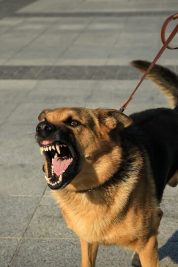 seeking compensation for dog bite cases
