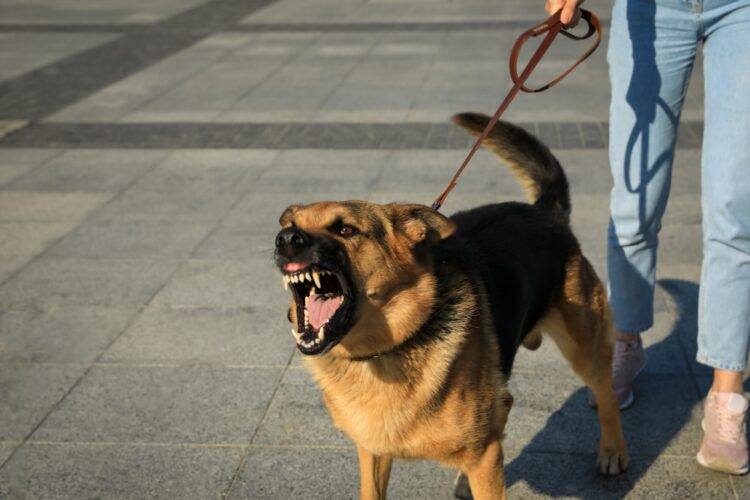 seeking compensation for dog bite cases
