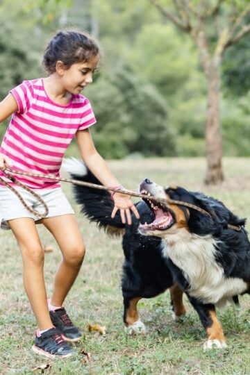 contact a dog bite lawyer in Utah