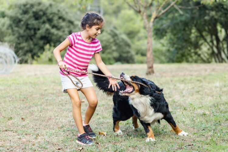 contact a dog bite lawyer in Utah