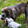 lawyer for dog bite settlements in Utah