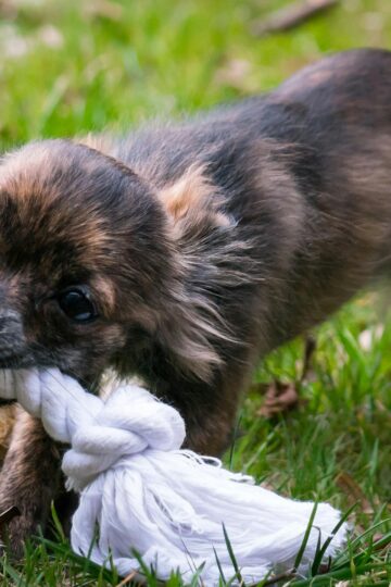 lawyer for dog bite settlements in Utah