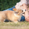 free consultation Utah dog bite lawyer