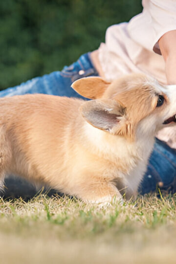 free consultation Utah dog bite lawyer