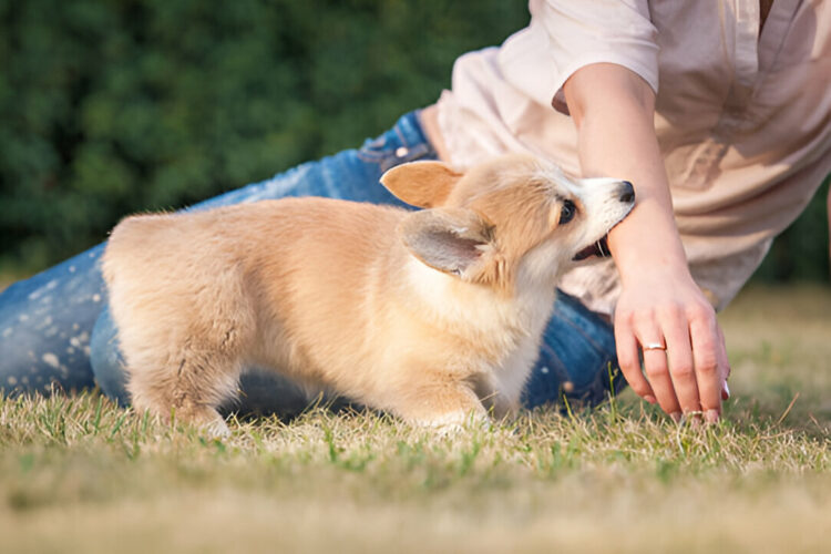 free consultation Utah dog bite lawyer